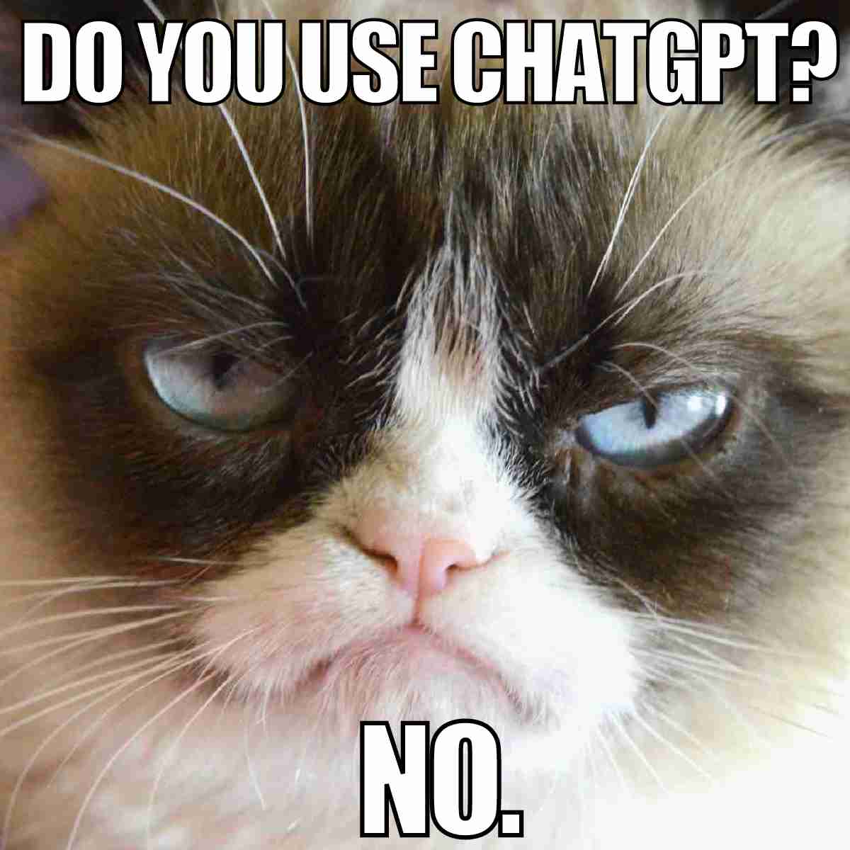 grumpycat do you use chatgpt? no.